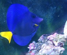 Bright purple tang for sale  Homestead