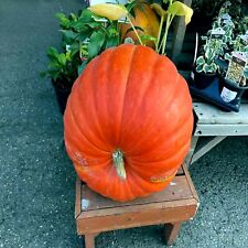 Big max pumpkin for sale  Lincolnton