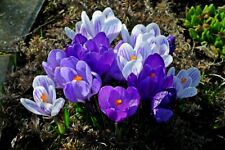 Schneekrokusse blau mix gebraucht kaufen  Kaiserslautern
