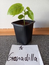Granadilla kaktusfeige gebraucht kaufen  Stutensee