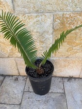 Encephalartos caffer seedgrown usato  Nardo