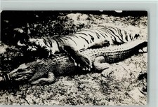 13023226 erlegter tiger gebraucht kaufen  Eimeldingen