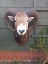 Ram head sheep for sale  BILLINGHAM