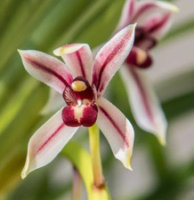 Cymbidium dayanum mature for sale  Sewell