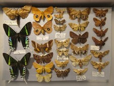 insect specimens for sale insect specimens for sale WIGTON