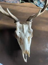 Taxidermy fallow deer for sale  SUDBURY