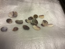 Purple shell wampum for sale  West Babylon