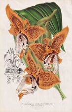 Orchidée stanhopea orchid d'occasion  Expédié en France