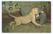 African lion cape for sale  Waupun