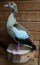Nilgans präparat november gebraucht kaufen  Freilingen, Leuterod, Wölferlingen