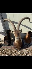 Goat shoulder mount for sale  SOLIHULL