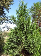 Calocedrus decurrens incense for sale  Medford