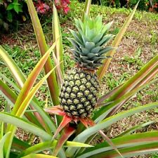 Pineapple seeds rare for sale  ELY