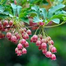 Enkianthus campanulatus red for sale  KING'S LYNN