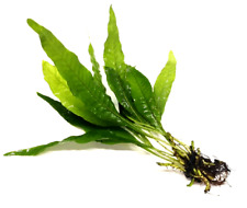 Java fern large for sale  PLYMOUTH