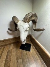 Vintage ram skull for sale  CRADLEY HEATH