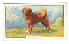 1938 gallaher dog for sale  Bristol