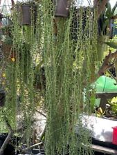 String bananas senacio for sale  Laguna Hills