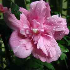 Hibiscus ardens hardy for sale  NOTTINGHAM