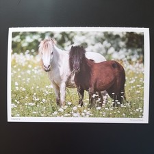 Pferdepostkarte pferd harenber gebraucht kaufen  Beeskow