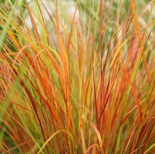 Pheasant tail grass for sale  LONDON