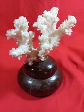 Madrepora corallo bianco usato  Sesto Fiorentino