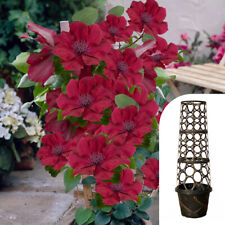 Clematis nubia boulevard for sale  PETERBOROUGH