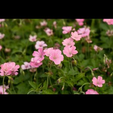 Geranium xonianum rosenlicht gebraucht kaufen  Deutschland