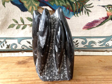 Polished orthoceras fossil for sale Polished orthoceras fossil for sale  ULVERSTON