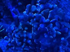 Purple coral euphyllia for sale  Fredericksburg