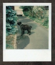 Fotografia Polaroid antiga vintage fofa cachorro preto em pé na garagem comprar usado  Enviando para Brazil