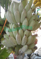 Bulb musa blu usato  Spedire a Italy