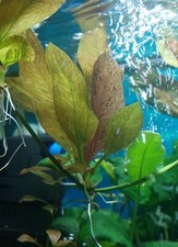 Junge echinodorus zelot gebraucht kaufen  Rötha