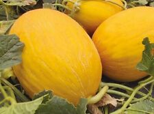 Lot graines melon d'occasion  Chazelles
