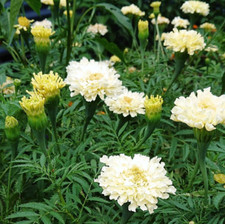 African marigold kilimanjaro for sale  Sevierville