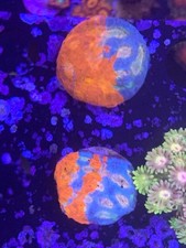 Bugatti chalice coral for sale  STOCKPORT