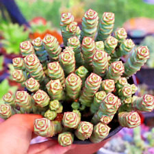 Live rare crassula for sale  Marietta