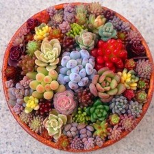 Rare beautiful mixed for sale  Staten Island