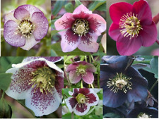 Mixed hellebore orientalis for sale  ASHFORD