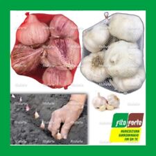 Aglio semina seme usato  Altamura