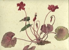 Cyclamen flower botany d'occasion  Expédié en Belgium