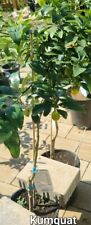 Kumquat baum gebraucht kaufen  Bernau