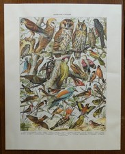 Poster oiseaux utiles. d'occasion  Thann