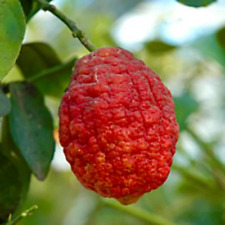 Citrus limon etna usato  Napoli