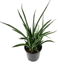 Sansaveria laurentii fernwood for sale  Castaic