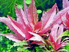 Cryptocoryne flamingo live for sale  SCUNTHORPE