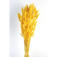Lagurus essiccato coda usato  Spedire a Italy