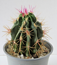 Large ferocactus cactus for sale  AYR