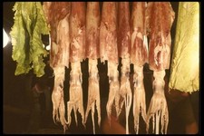 120043 dried squid for sale  UK