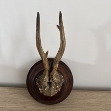 Vintage trophy deer d'occasion  Expédié en Belgium